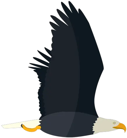  Bald Eagle Flying Flat Bald Eagle Png Eagle Flying Png