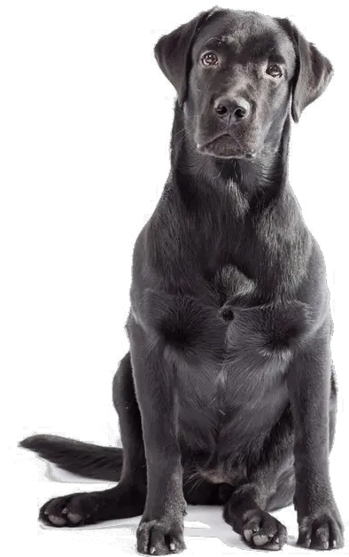  Labrador Png Clipart Transparent Black Lab Png Black Lab Png