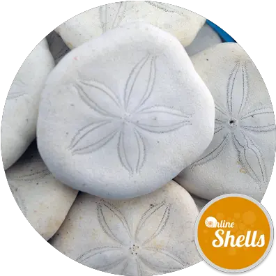  Art Craft Pack Sand Dollar Png Sand Dollar Png