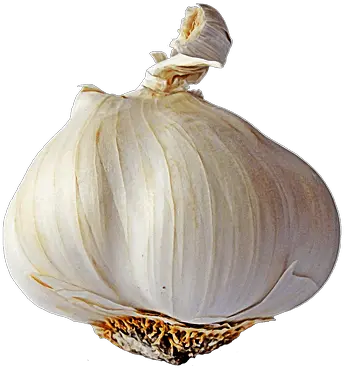  Garlic Single Transparent Png Garlic With No Background Garlic Transparent Background