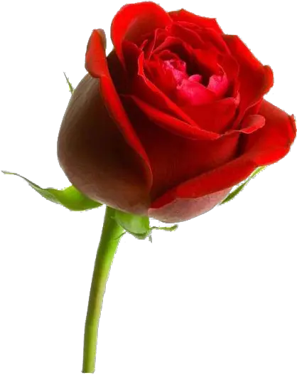  Rose Png Photo Image Play Flower In Arabic Language Red Roses Png