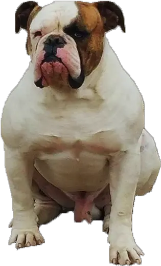  World Renowned American Bulldogs Johnson Breed American Bulldog Png Bull Dog Png