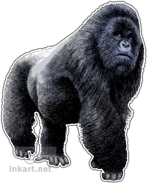  Silverback Gorilla Png 3 Image Mountain Gorilla Png Gorilla Png