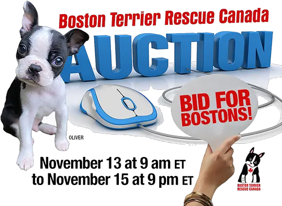  Boston Terrier Rescue Canada Auction Dog Supply Png Boston Terrier Png