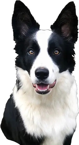  Border Collies Dysynnidogs Border Collie Png Border Collie Png