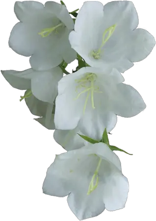  White Flower Png Flowers White Flower Png Funeral White Flowers Png