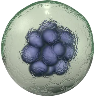  Png Transparent Body Cell Transparent Cell Png Body Png