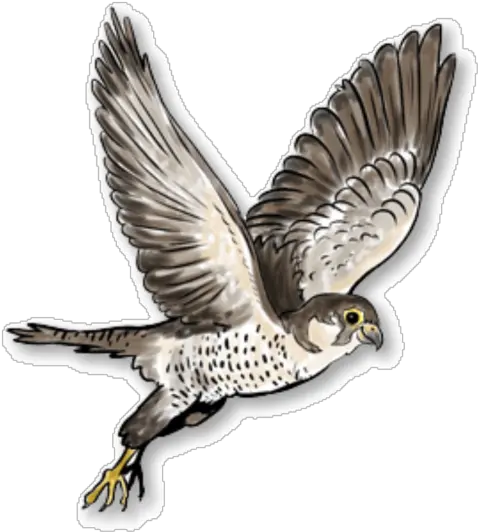  Falcon Png Free Images Transparent Portable Network Graphics Falcon Png