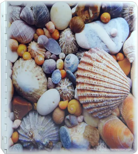  Seashell Beach Solid Aluminum Binder Covers And Shell Png Seashell Transparent