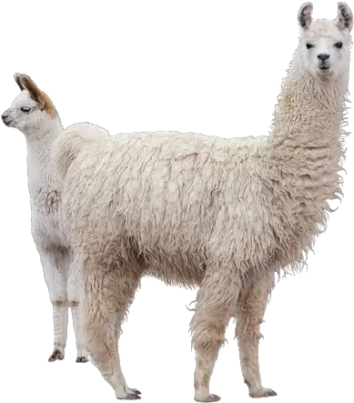  Llama Png Transparent Transparent Alpaca Png Llama Png