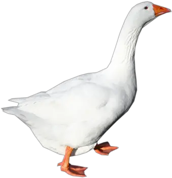  White Goose Png Transparent Goose White Background Goose Png