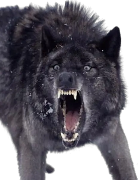  Growling Black Wolf Insanity Wolf Png Black Wolf Png