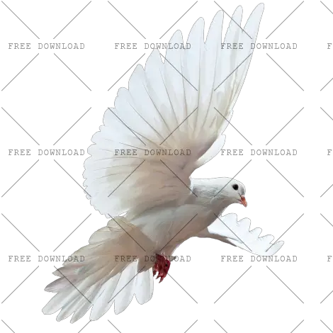  Dove Bird Png Image With Transparent Parrot Birds Png White Dove Transparent