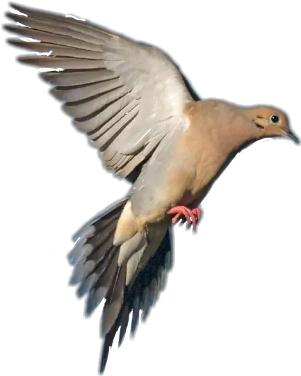  Mourning Dove In Flight Transparent Png Mourning Dove In Flight Dove Transparent