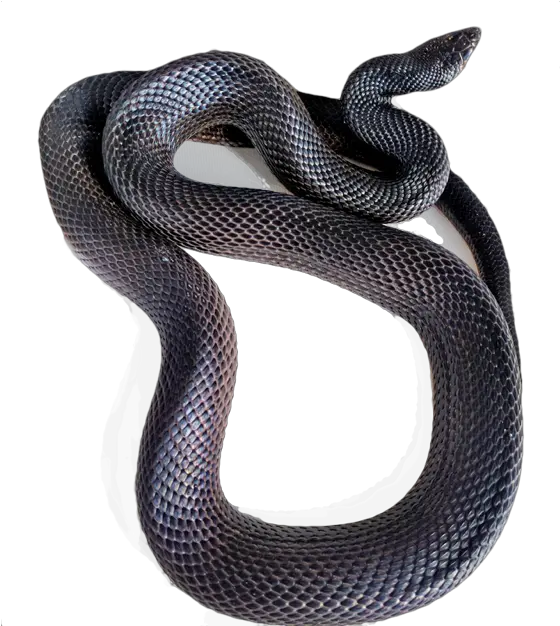  Milk Snake Png Picture Black Racer Snake Transparent Black Snake Png