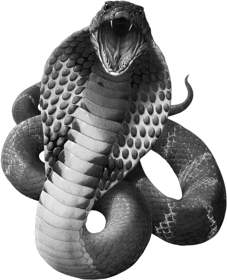  Black Mamba Snake Png 4 Image King Cobra Png Black Snake Png