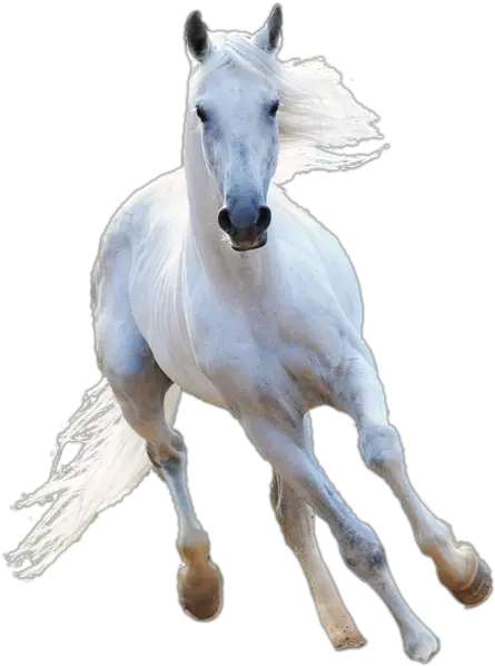  Download Witcher Horse Memy Jedzieckie Png White Horse Png