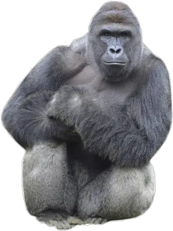  Harambe Freetoedit Il Melograno Png Harambe Transparent