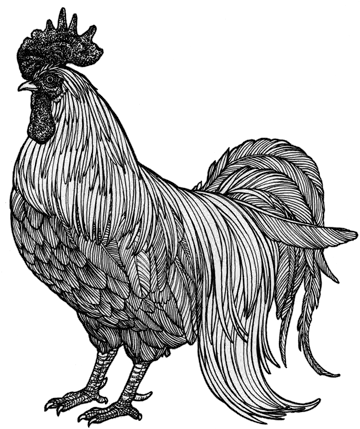  201606 04 Chicken Chicken Drawing Png Chicken Png