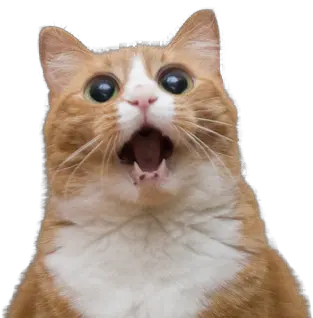  Screaming Cat Png Image Funny Cat Face Cat With Transparent Background