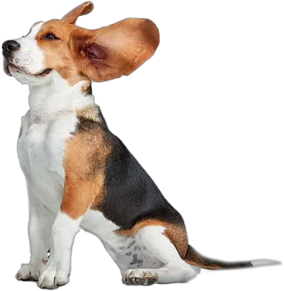  Beagle Png Transparent Images All Beagle Png Funny Dog Png