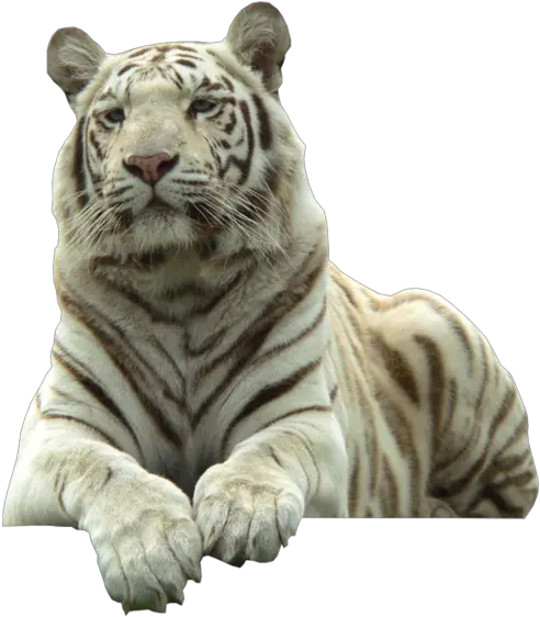  White Tiger With Transparent Background Whitetiger Transparent Png White Tiger Png