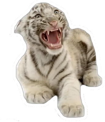  White Tiger Cub White Tiger Cub Png White Tiger Png