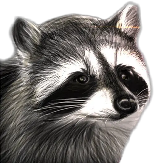  Raccooneggs Youtube Csgo Raccoon Raccooneggs Raccoon Png Raccoon Transparent Background