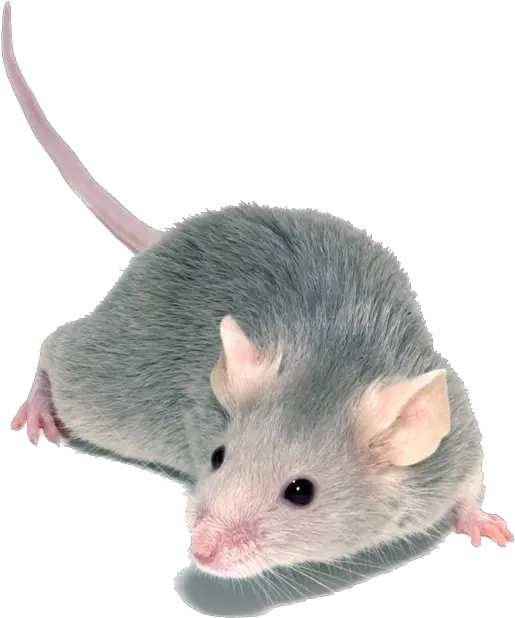  White Mouse Transparent Background Png Play Fancy Mouse Rat Transparent