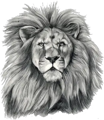  Lion Tattoo Png Transparent Free Images Bible The Lion Of Judah Lion Transparent