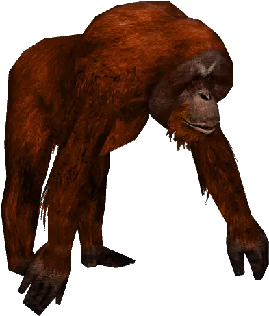  Transparent Background And Terrible Wild Orangutan 48086 Orangutan Png Monkey Transparent Background