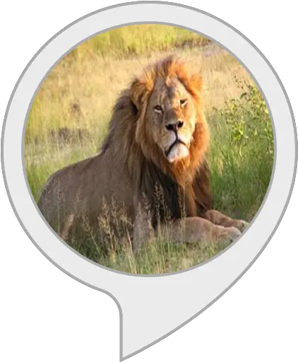  Amazoncom Lions Roar Alexa Skills Masai Lion Png Lion Roar Png