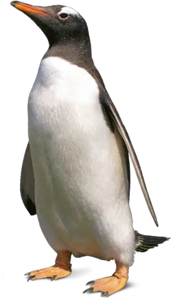  Tierpark Hellabrunn Gentoo Penguin Gentoo Penguin Png Penguin Transparent