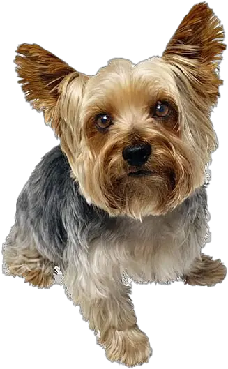  Cute Yorkshire Terrier Dog Png Image Yorkshire Png Cute Dog Png