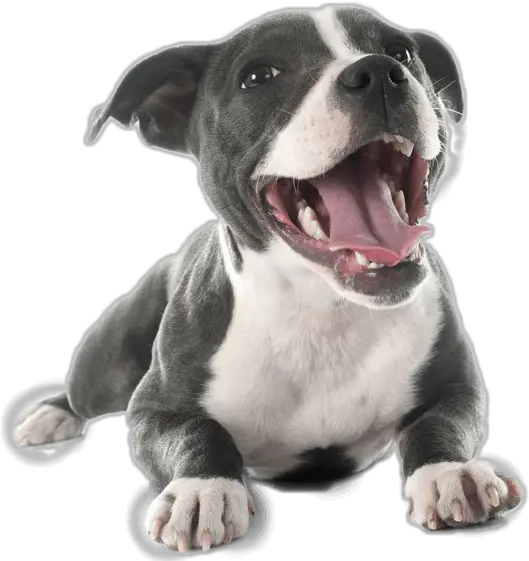  Download Hd Pit Bull Terrier Png Pitbull Puppy Png Pitbull Png