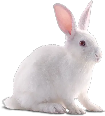  Rabbit Png Transparent 3 Image White Rabbit Transparent Background Rabbit Transparent