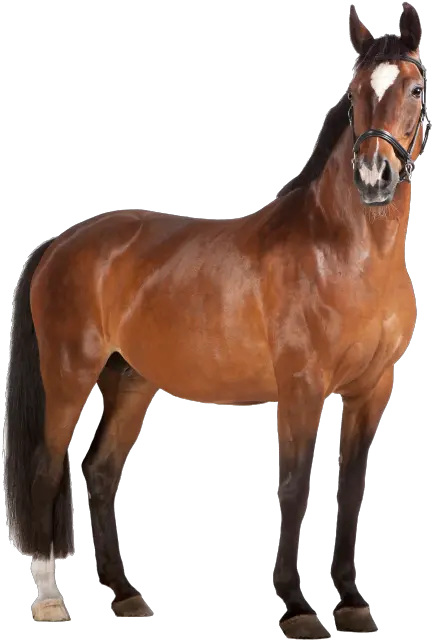  Home Spokesimals Marron Caballo Fondo Blanco Png The Sims 3 Pets Pony Icon