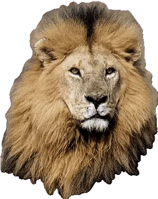  Top Lion King 2 Stickers For Android U0026 Ios Gfycat Lion Transparent Animated Gif Png Lion Roaring Icon