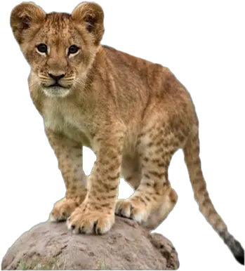  Lion Cub Png Transparent Images All Lion Cub Transparent Background Baby Lion Png