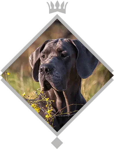  About Us U2013 Great Dane Kennel U2022 Gut Stepprath Danes Great Dane Png Great Dane Png
