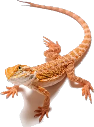  Dragon Clipart Transparent Background Bearded Dragon Transparent Background Png Dragon Clipart Transparent Background