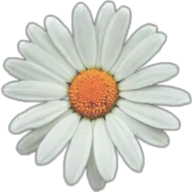  Daisy Png Tumblr Picture Sunflower White Png Transparent Daisy