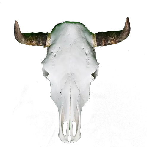  Cow Skull Horn Png Cow Skull Png