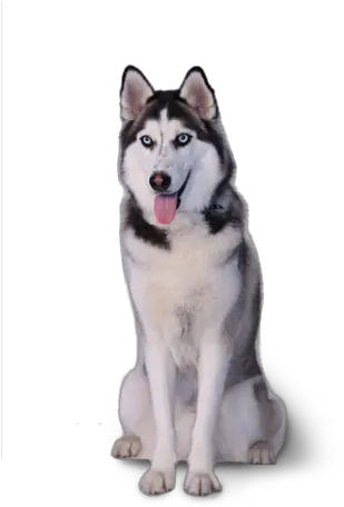  Husky Png Sakhalin Husky Husky Transparent