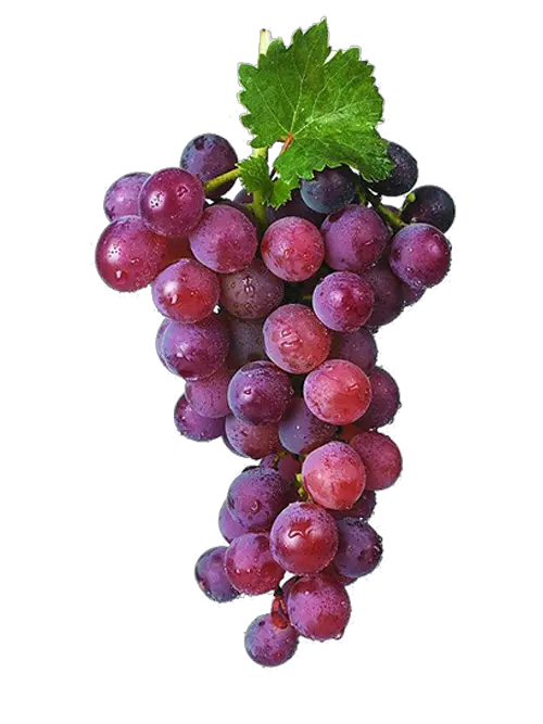  Grape Vines Png Red Grapes Grape Png Image U0026 Grape Clip Disposable Vape Ghost Xl Grape Png