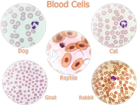  Download Notice That Reptilian Red Blood Cells Are Oval And Red Blood Cells Of Reptilian Png Red Oval Png