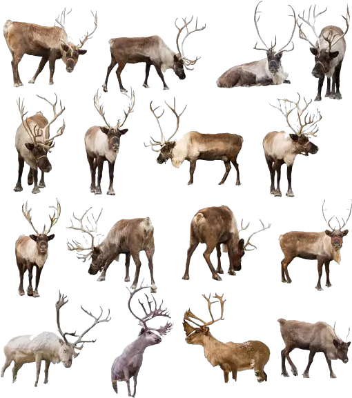  Reindeer Png Transparent Image Mart Real Reindeer Hooves Transparent Background Reindeer Antlers Transparent Background