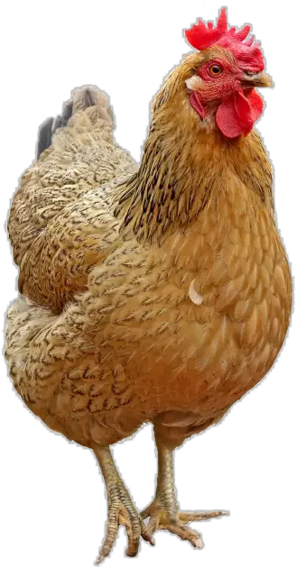  Chicken Png Transparent Image Freepngimagecom Png Hen Chicken Transparent Background Chicken Head Png