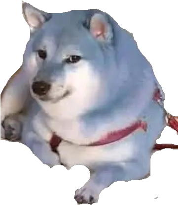  Blue Doge Blue Doge Png Doge Transparent