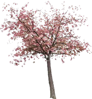  Real Sakura Tree Png Image Real Sakura Tree Png Cherry Blossom Tree Png